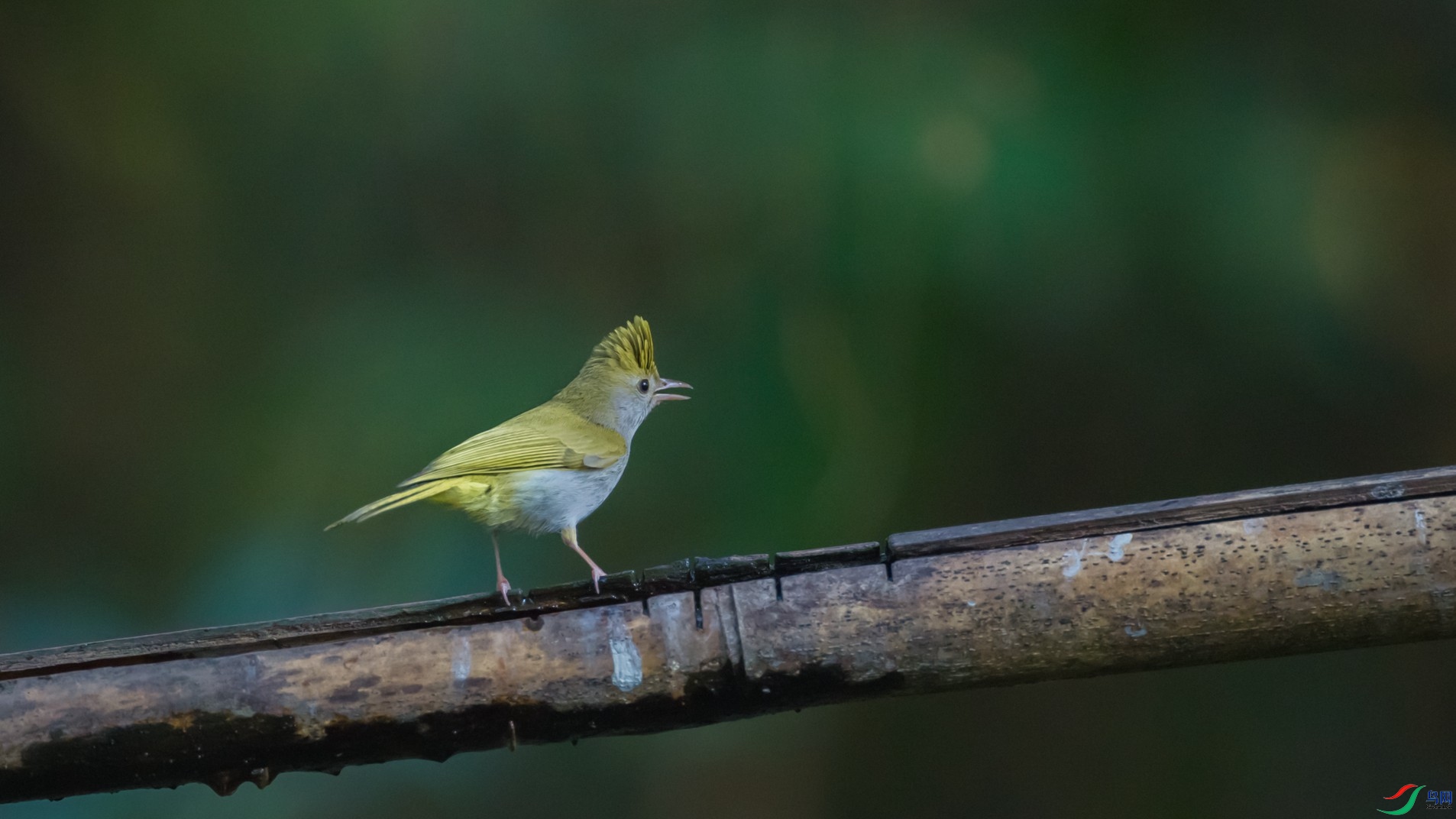 �׸�����