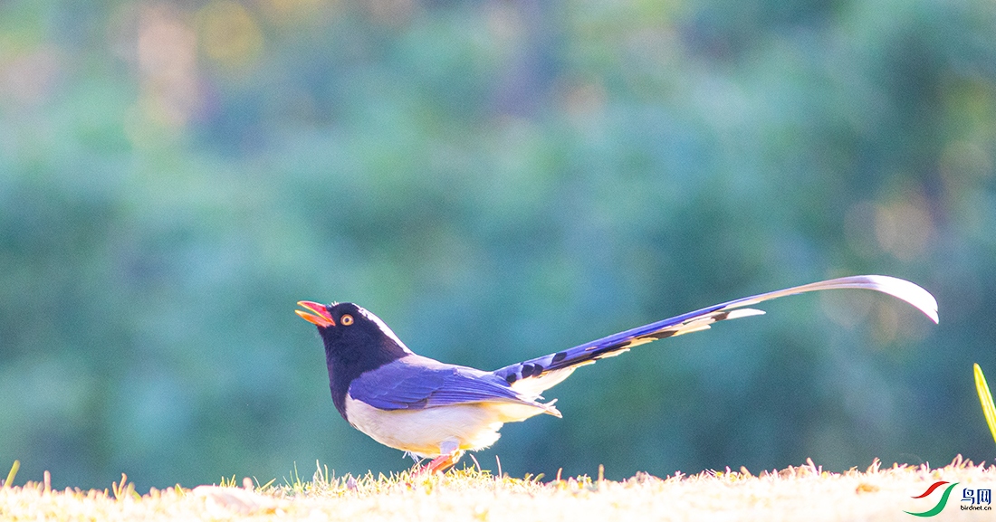 ������ȵ