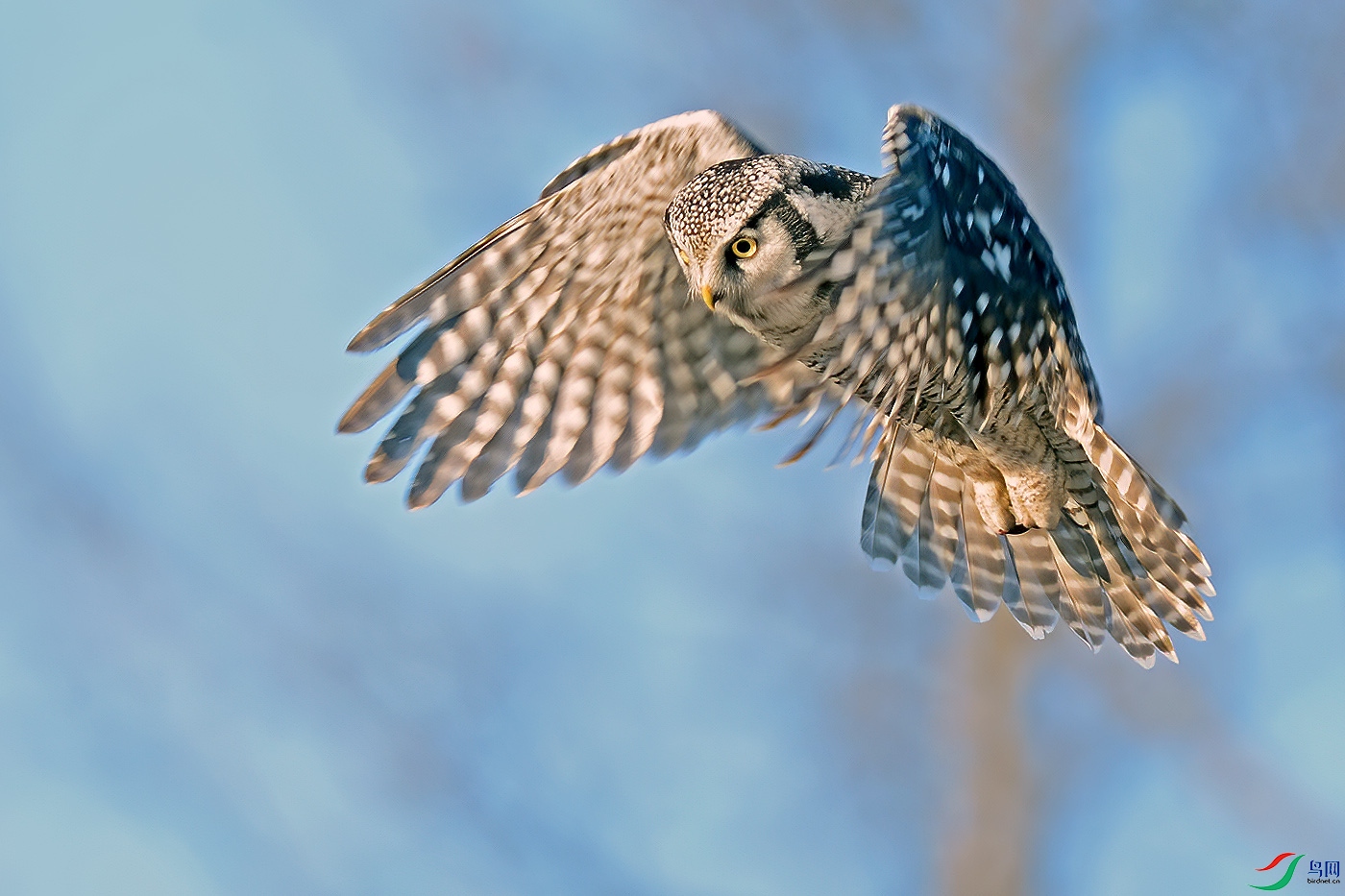 DSC_1940aa.jpg