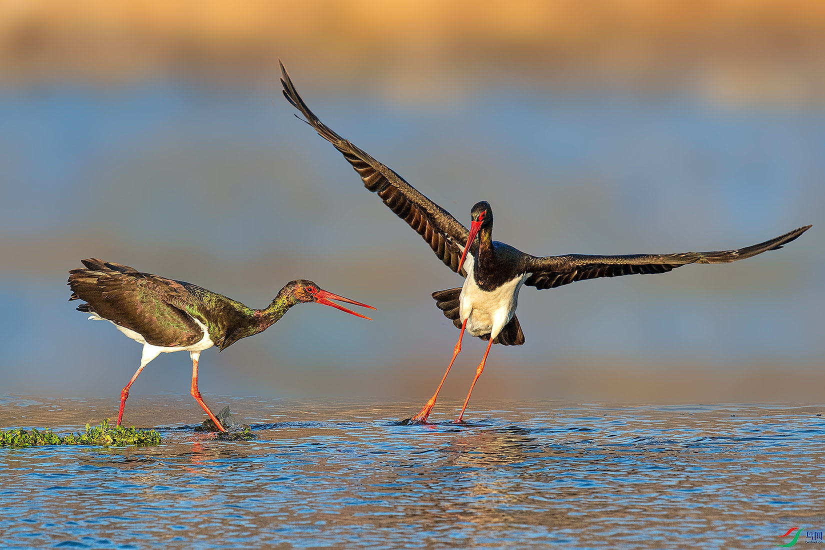 DSC_9540-a.jpg