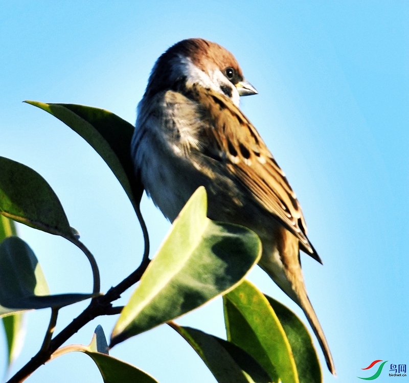 DSC_0219 ����.jpg