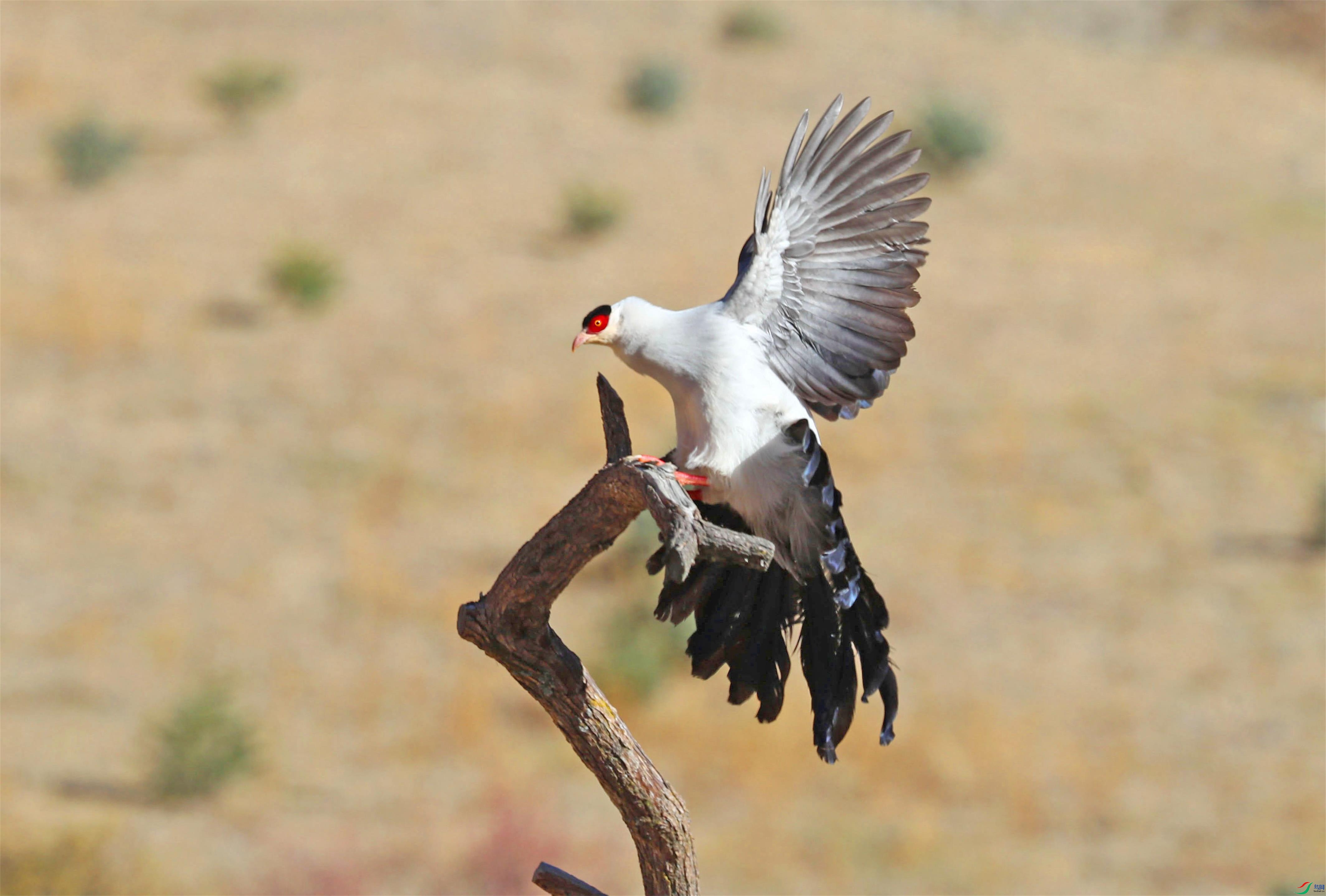 A15I2866 - ����.JPG