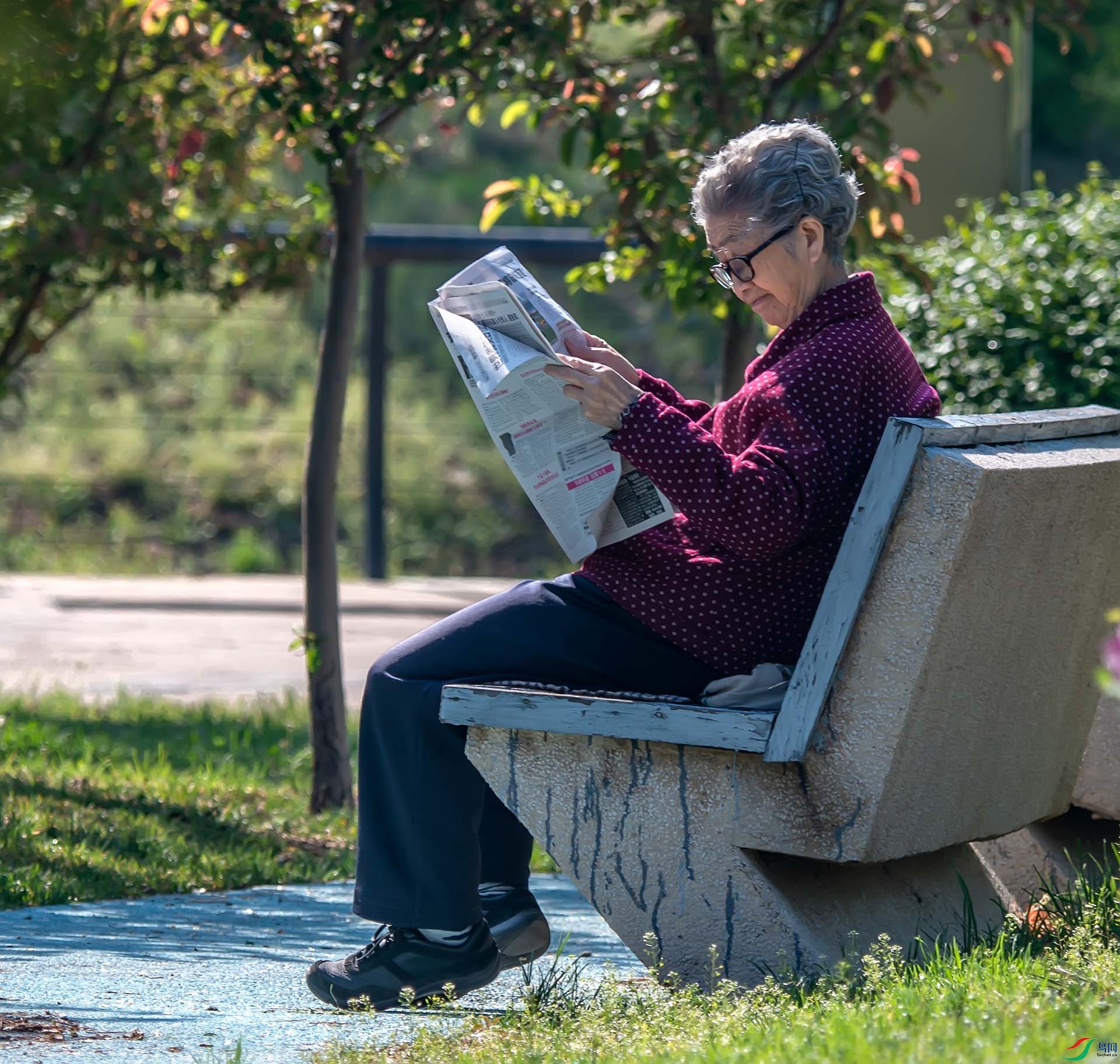 公园内看报的老人
