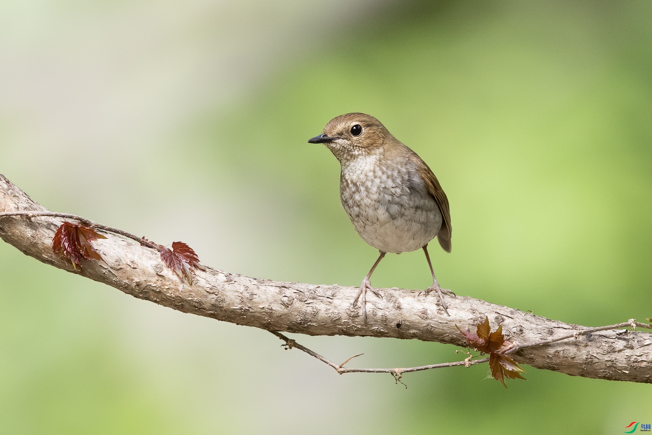 ����С����  ��ʦ�����ڼ���ʡ������.jpg