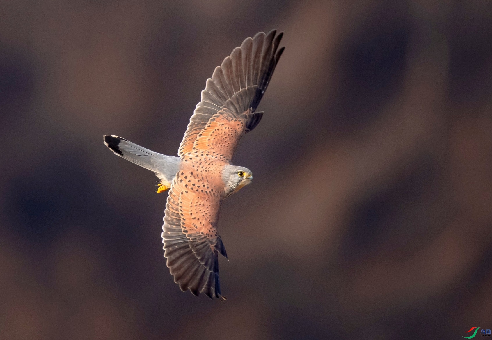 ��Ӱ������