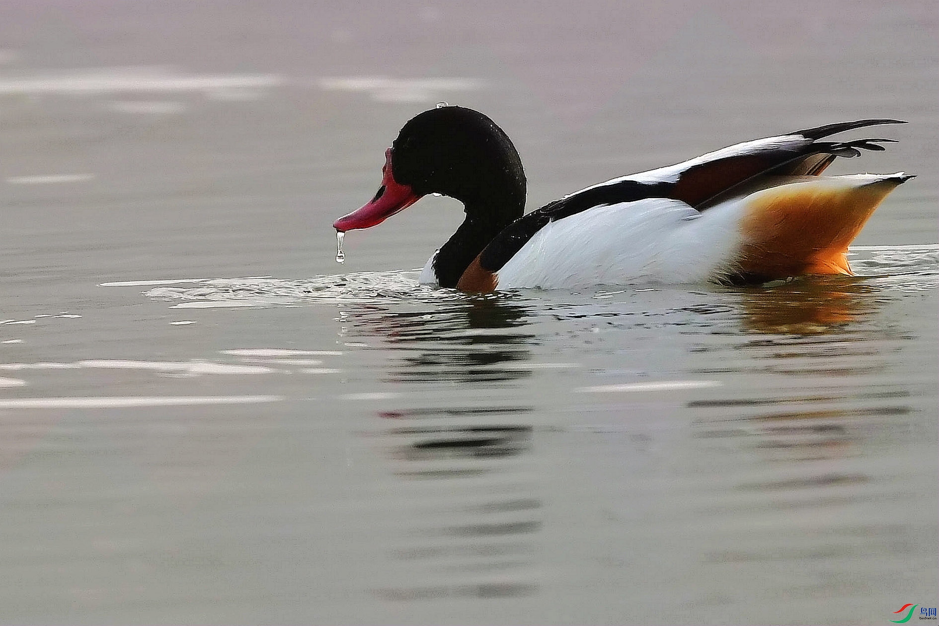 DSC_6137_����.jpg