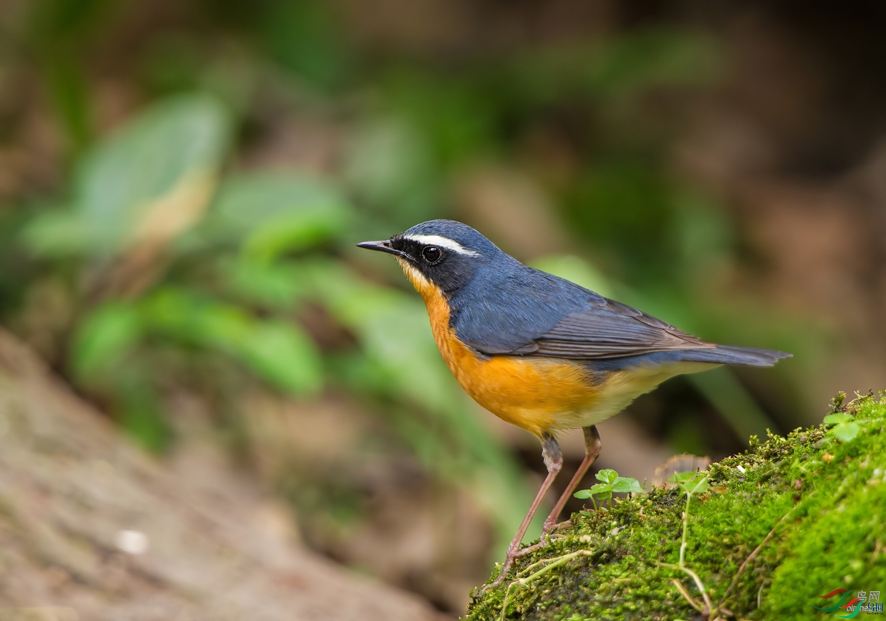 ��֮�Ժ�  ��ʦ����.jpg