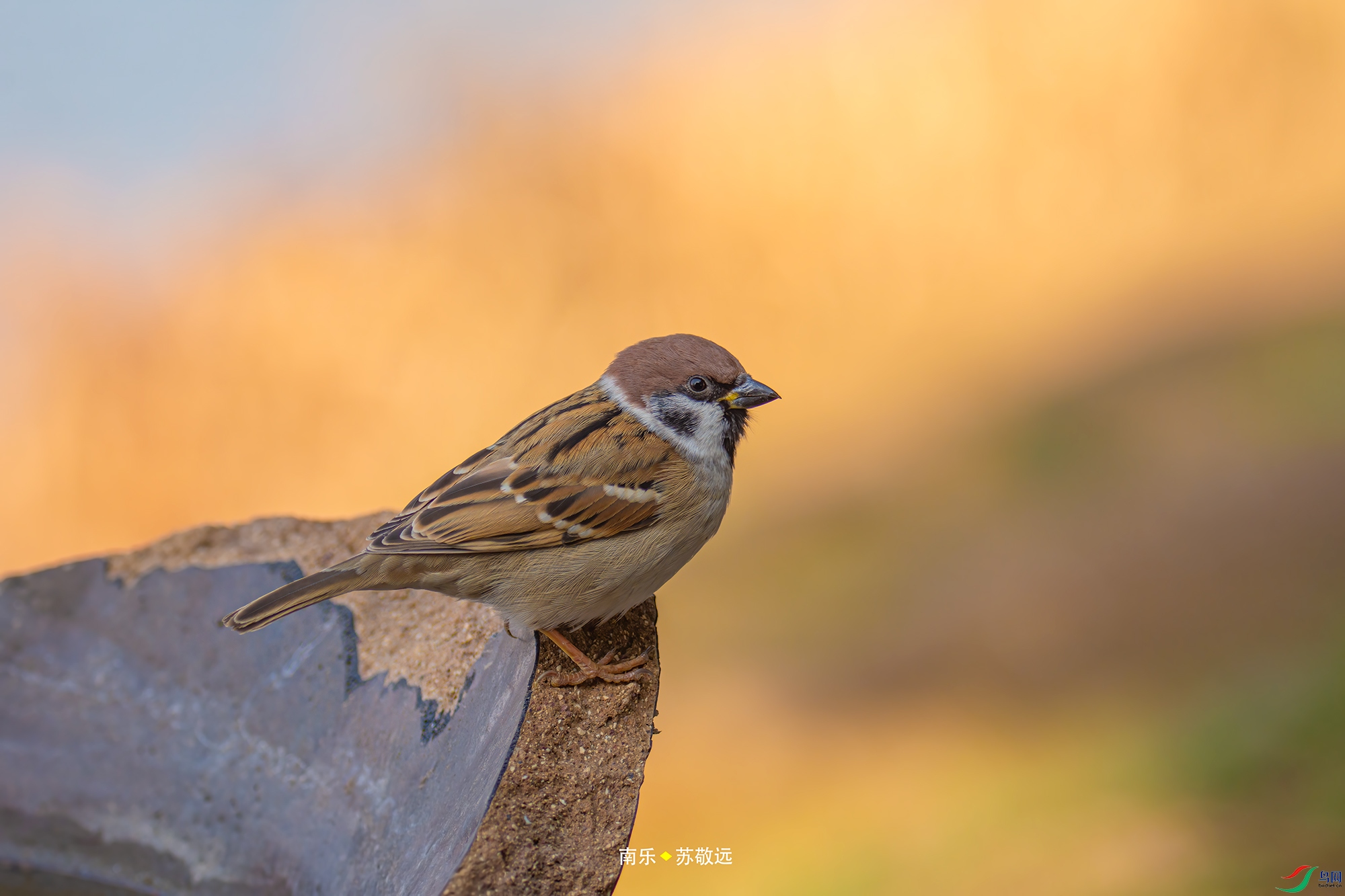 _DSC1812С.jpg