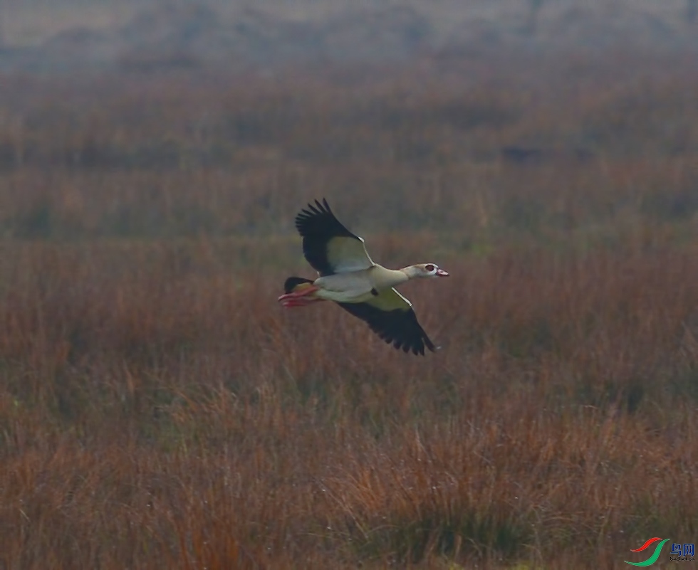 DSC_1096.jpg