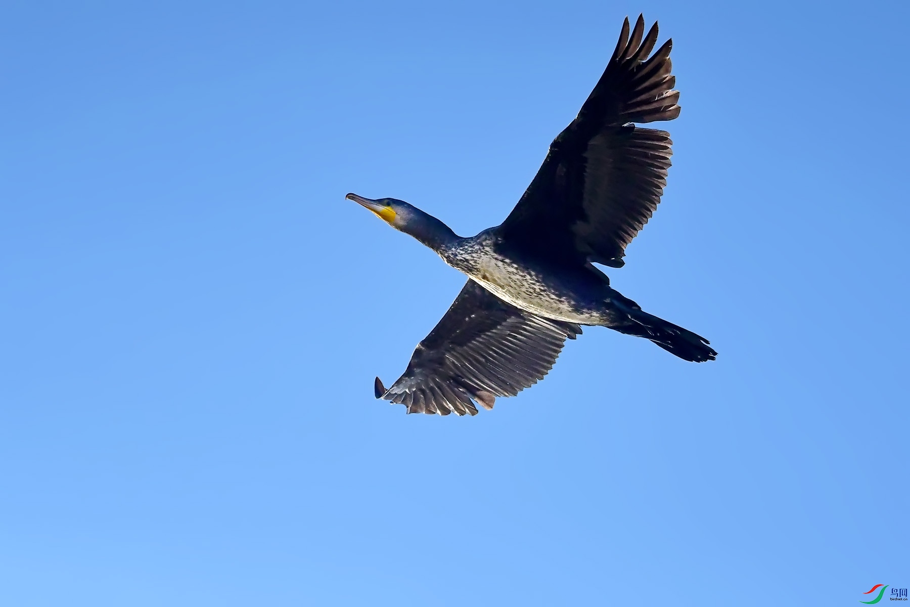 DSC_9658.jpg