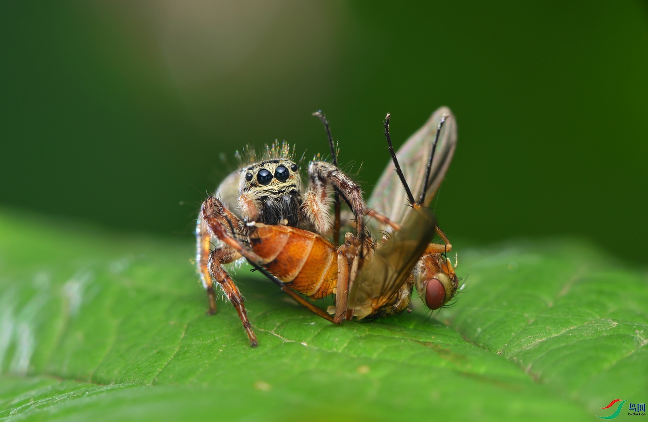 DSC_3353 ����.jpg