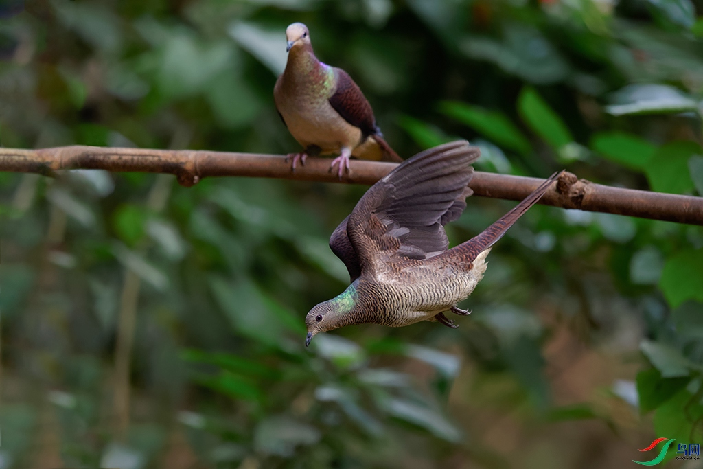 1DSC_7784_DxOa.jpg