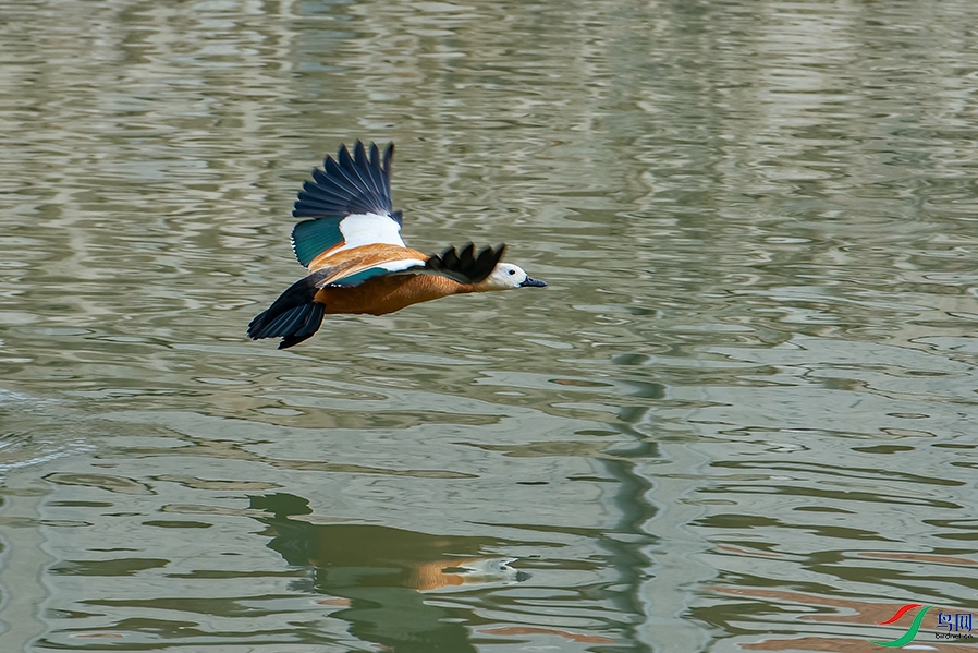 5DSC_6699_DxOa.jpg