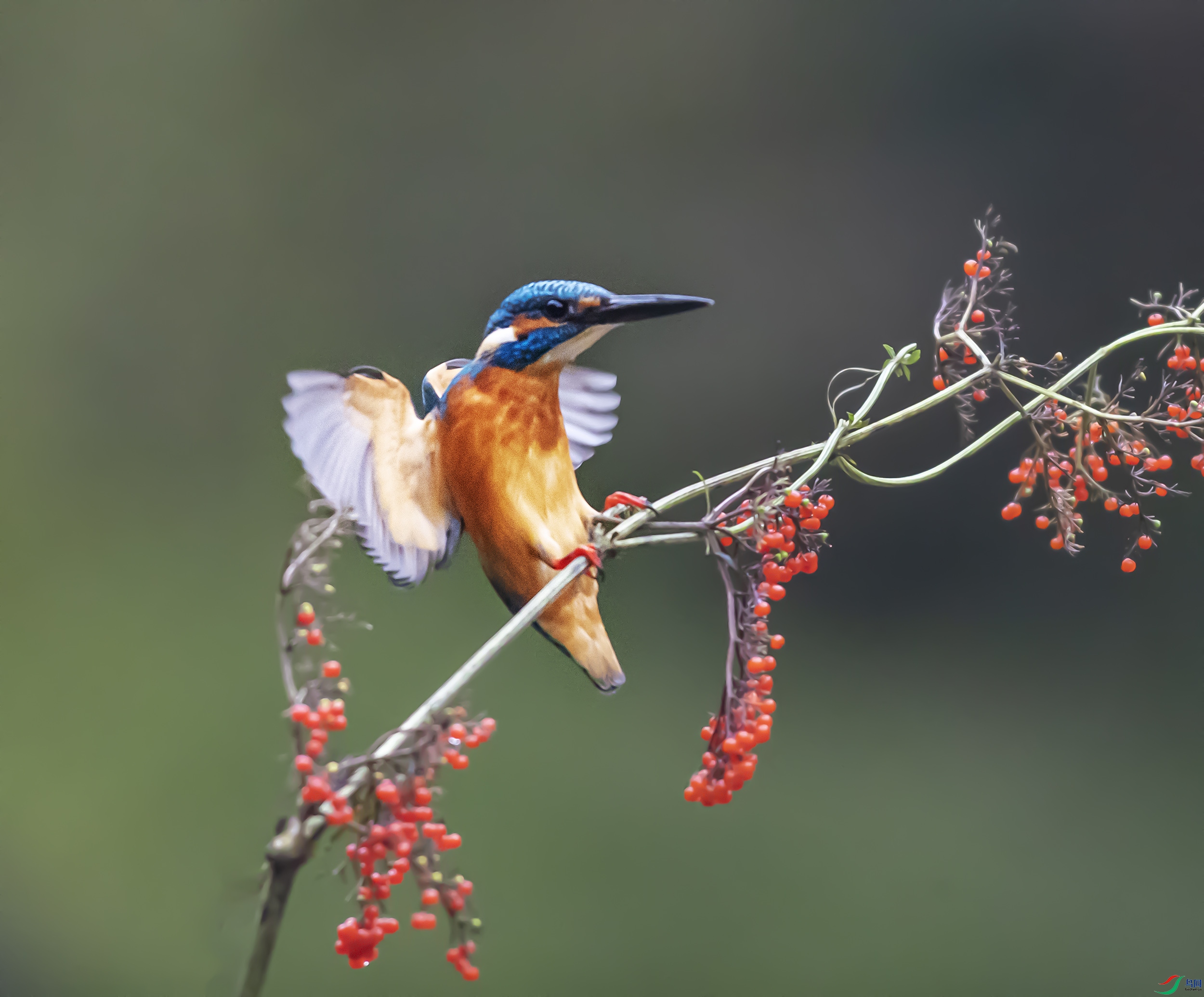 _S7I8905-----111   .jpg