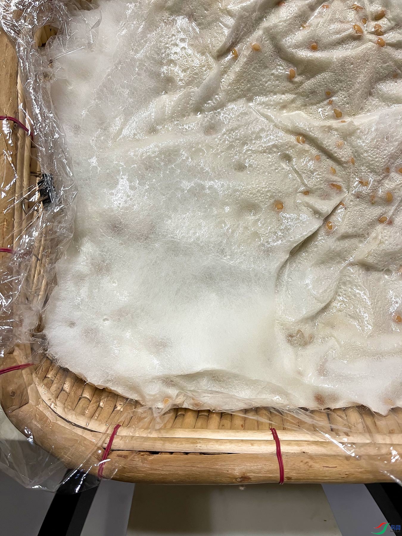 �����ƶ������İ�ë��