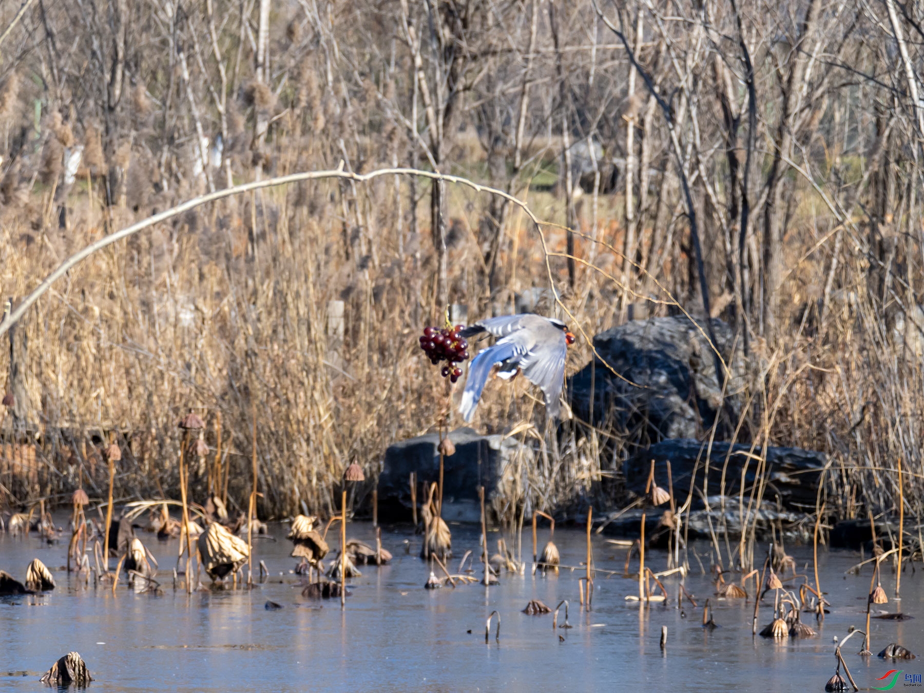 ������ȵ������