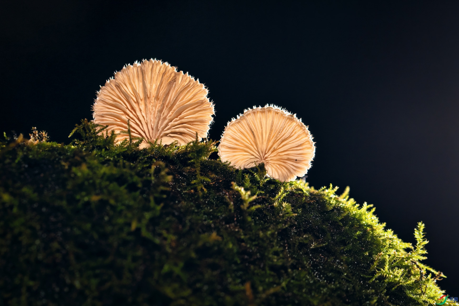 DSC_7439-1.jpg
