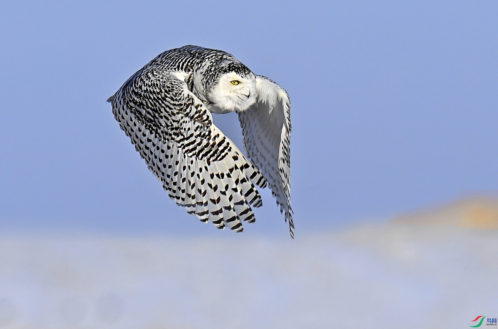 DSC_8981.JPG
