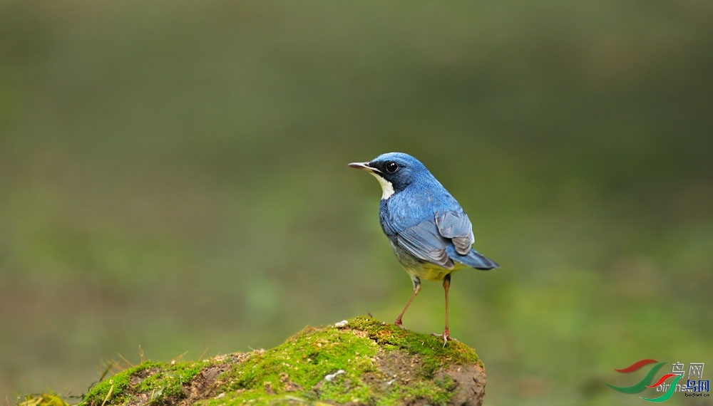 ����ɽ��  ��ʦ�����ڱ����г�����.jpg