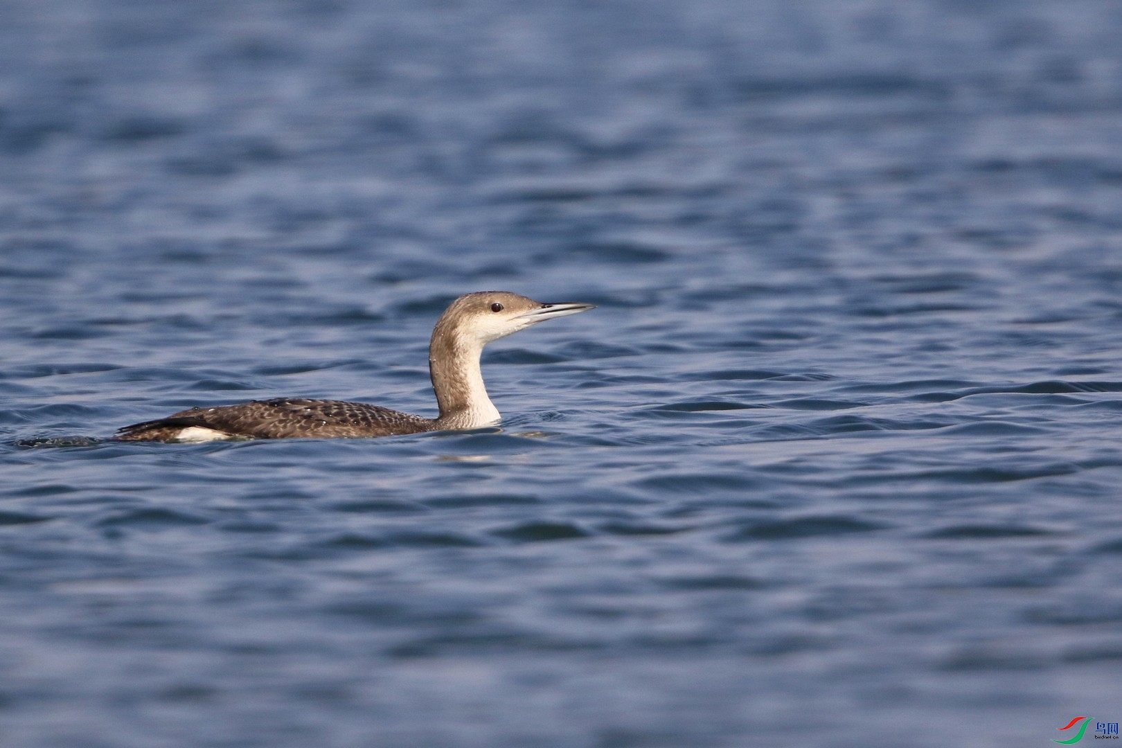 �ں�Ǳ��  1   0F4A1110.jpg