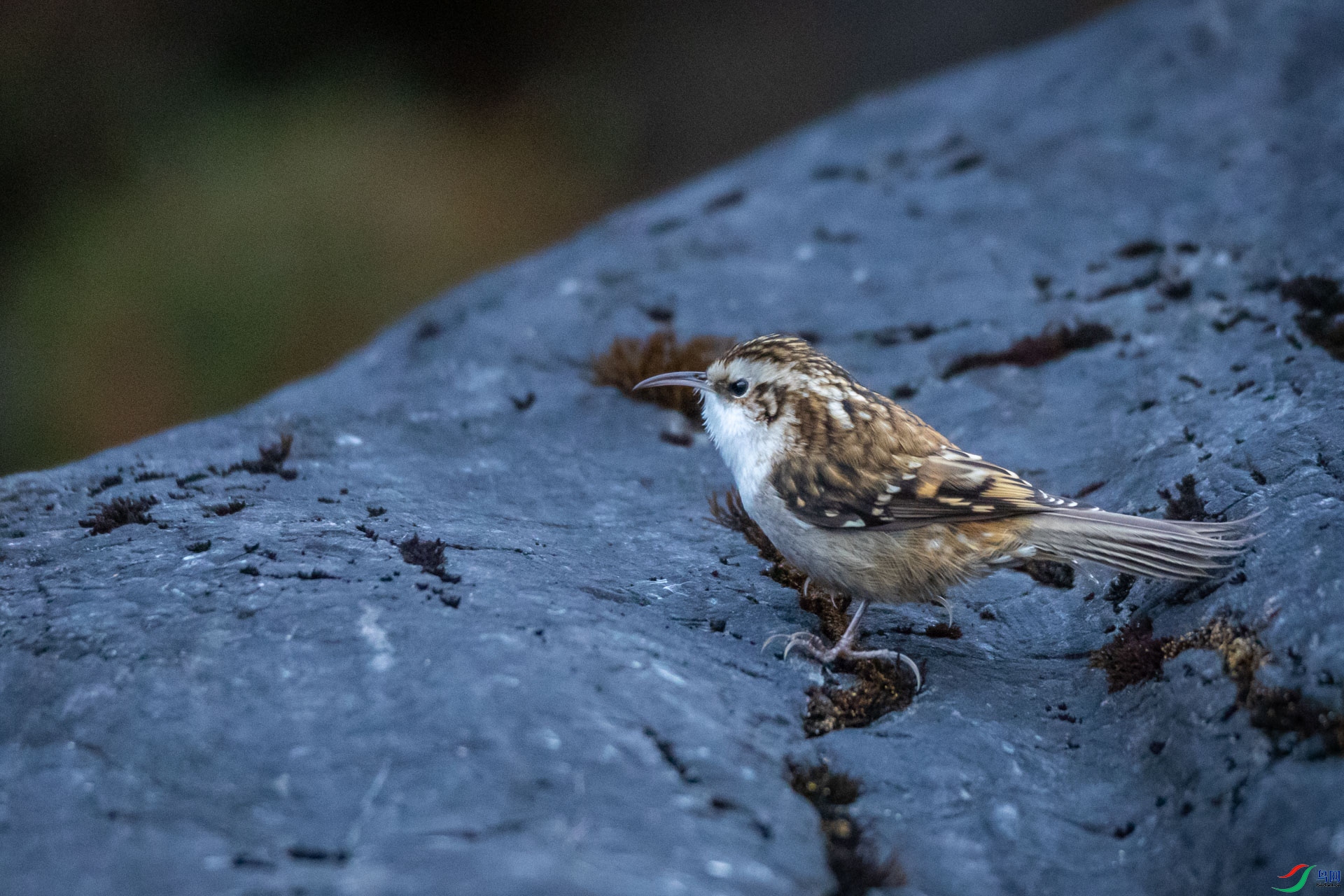 ������ľȸ