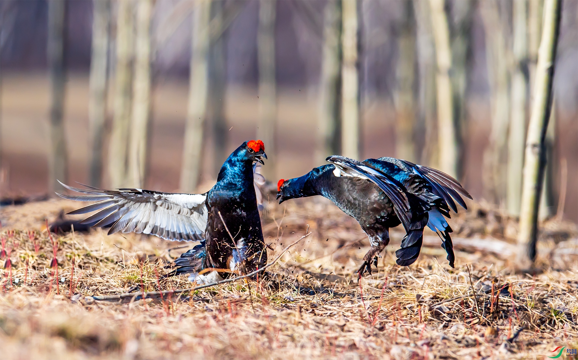 DSC_2800-1.jpg