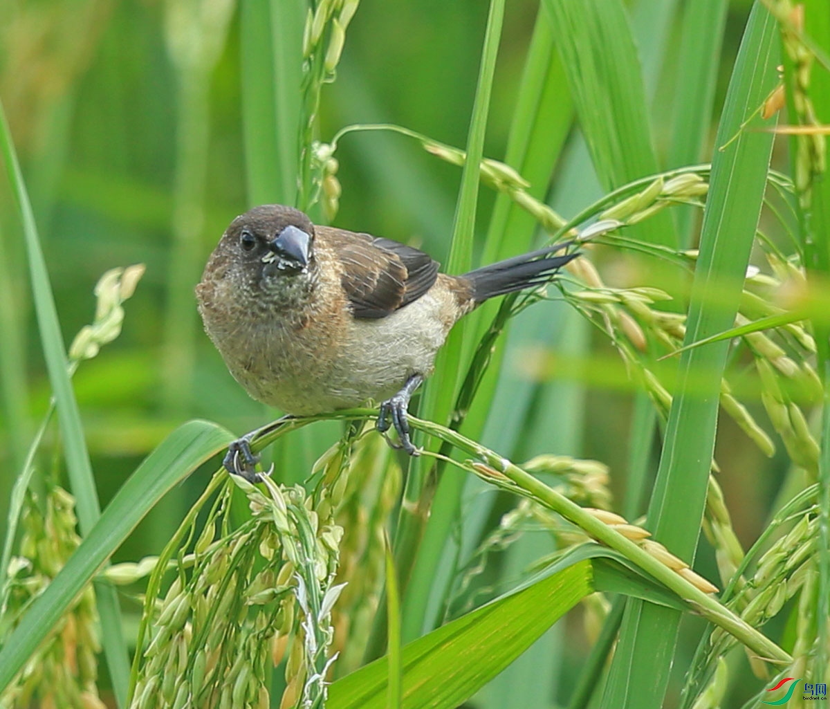 W1.JPG