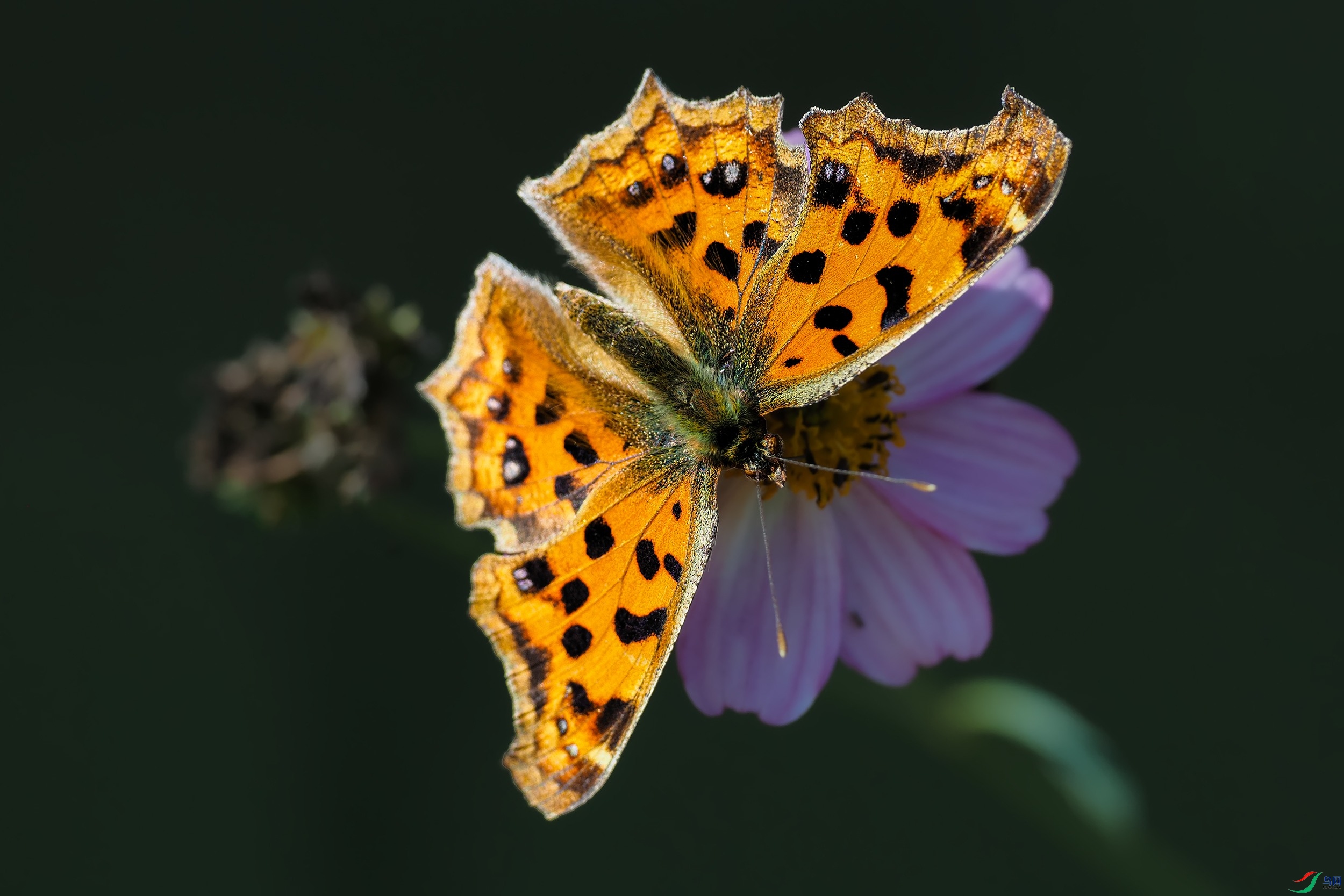PB121311-1.jpg