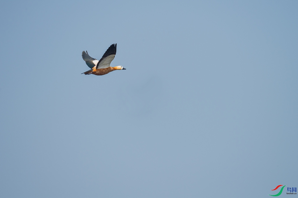 DSC_0497a.jpg