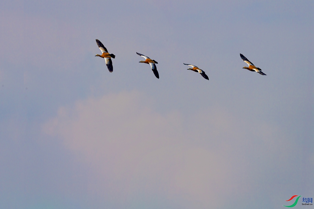 DSC_0658a.jpg