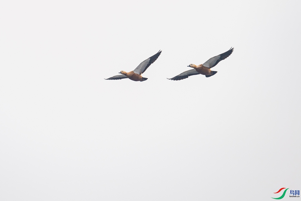 DSC_0429a.jpg