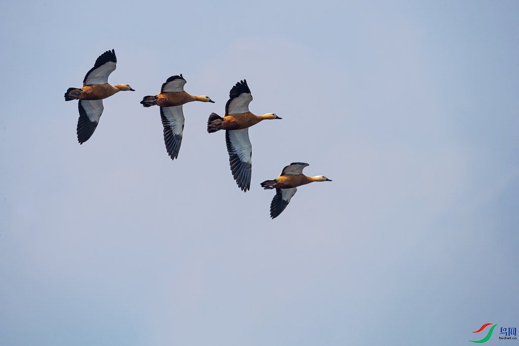 DSC_0668a.jpg