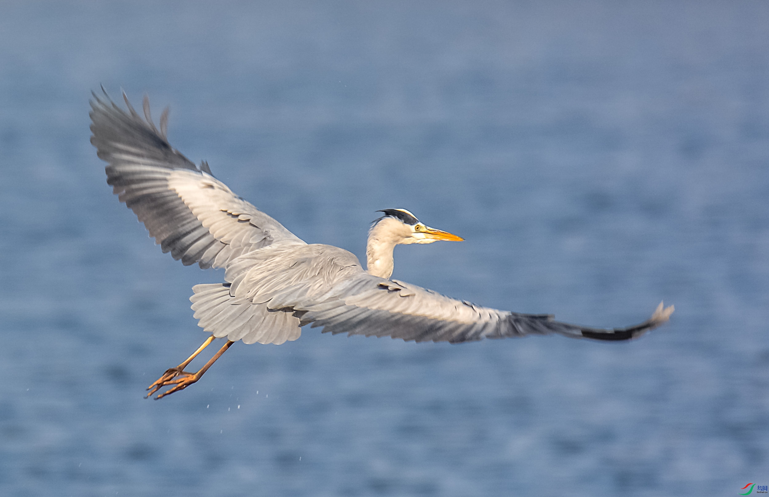 DSC_7800.jpg