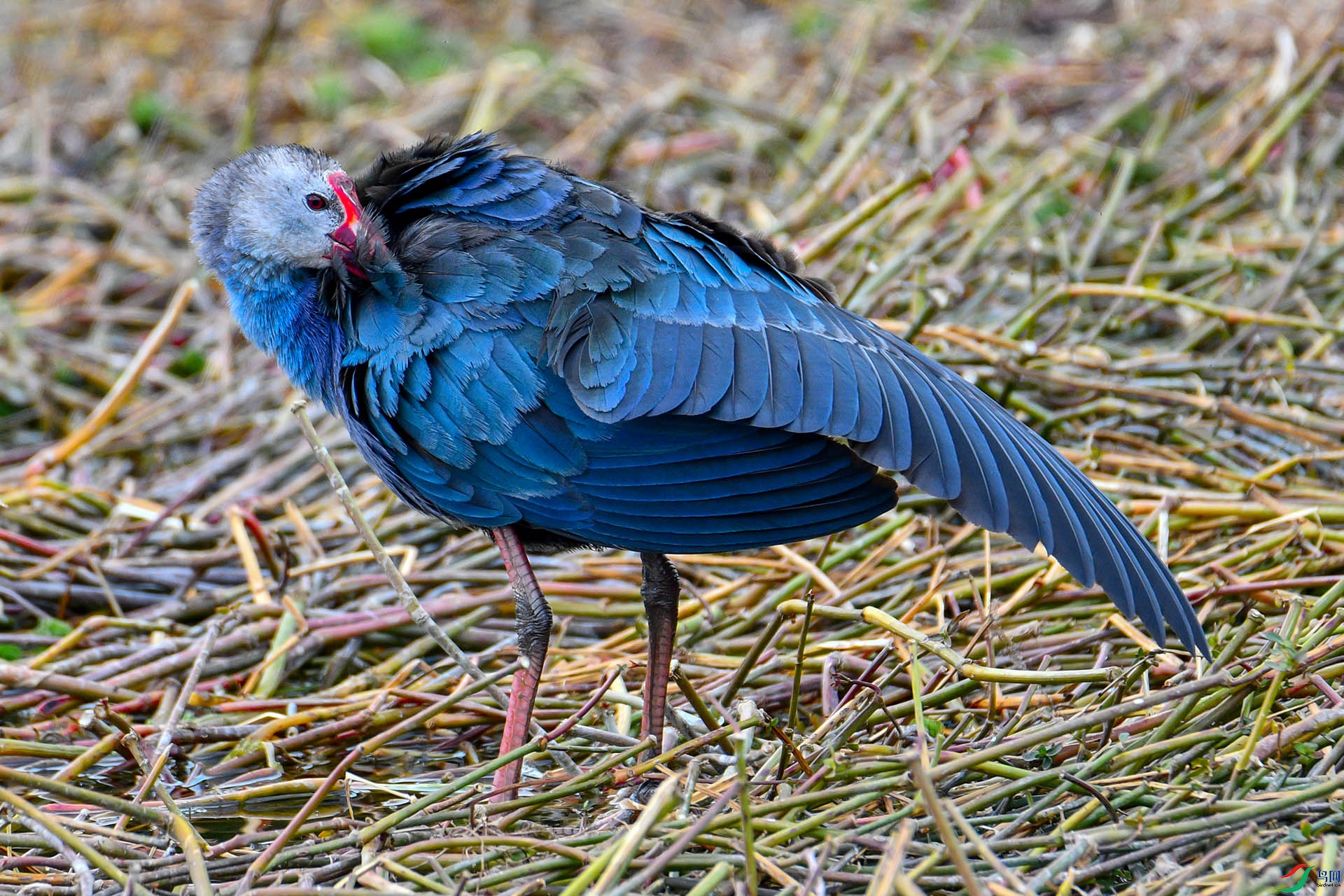 DSC_8207.jpg