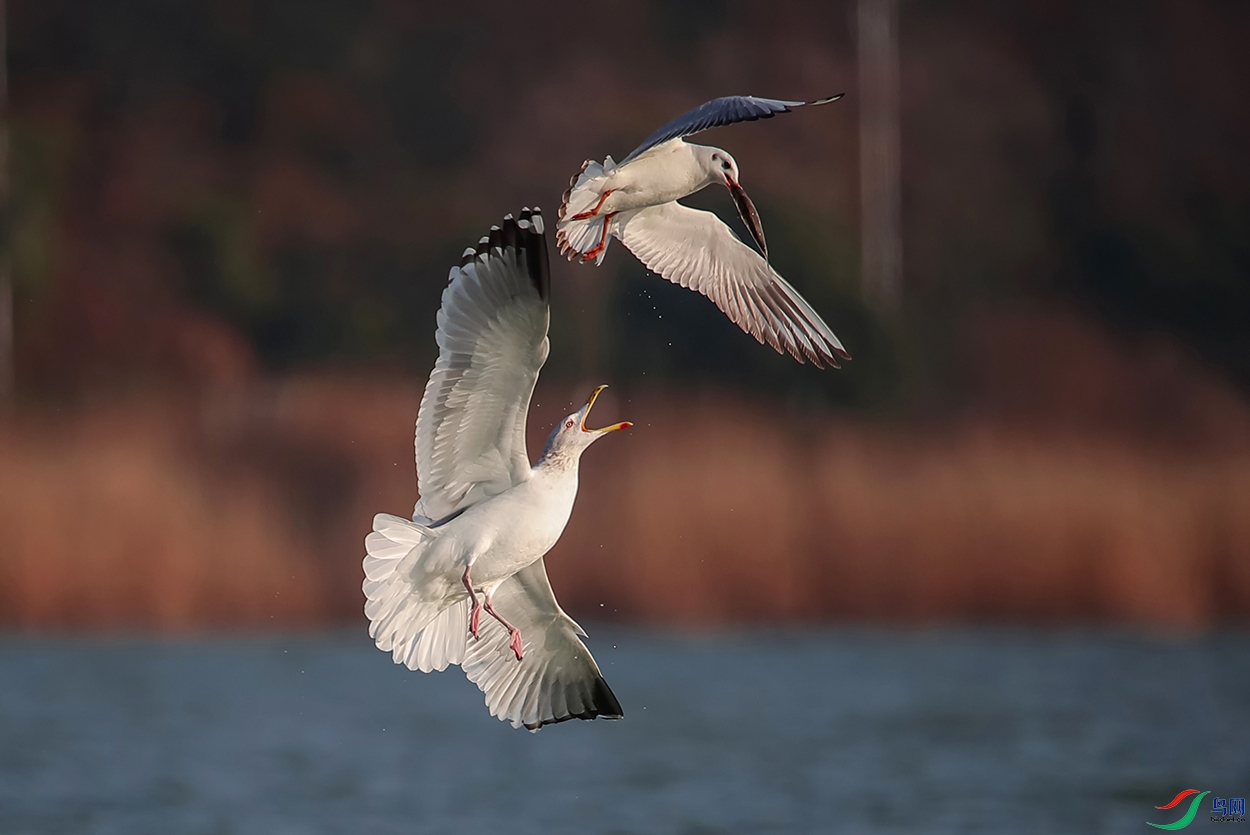 AH6I0480 - ����.JPG