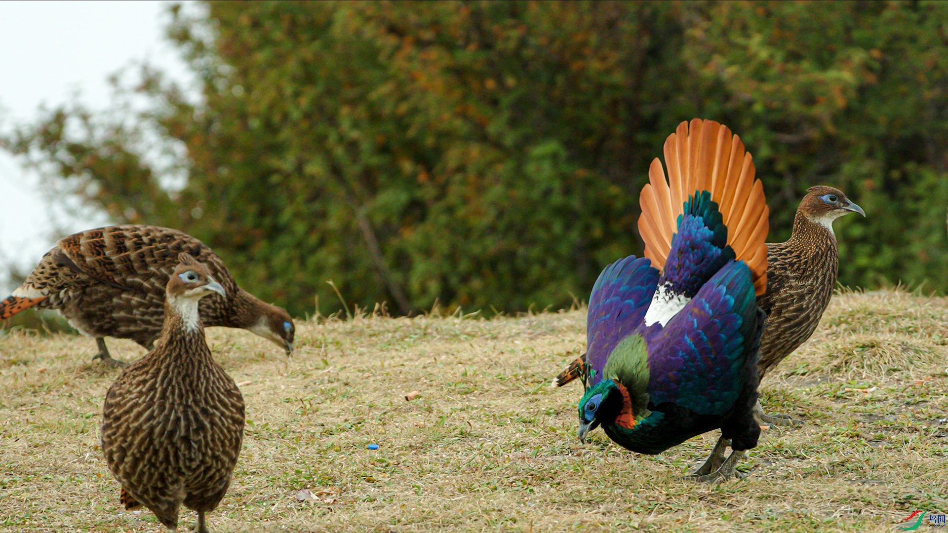 ��β����