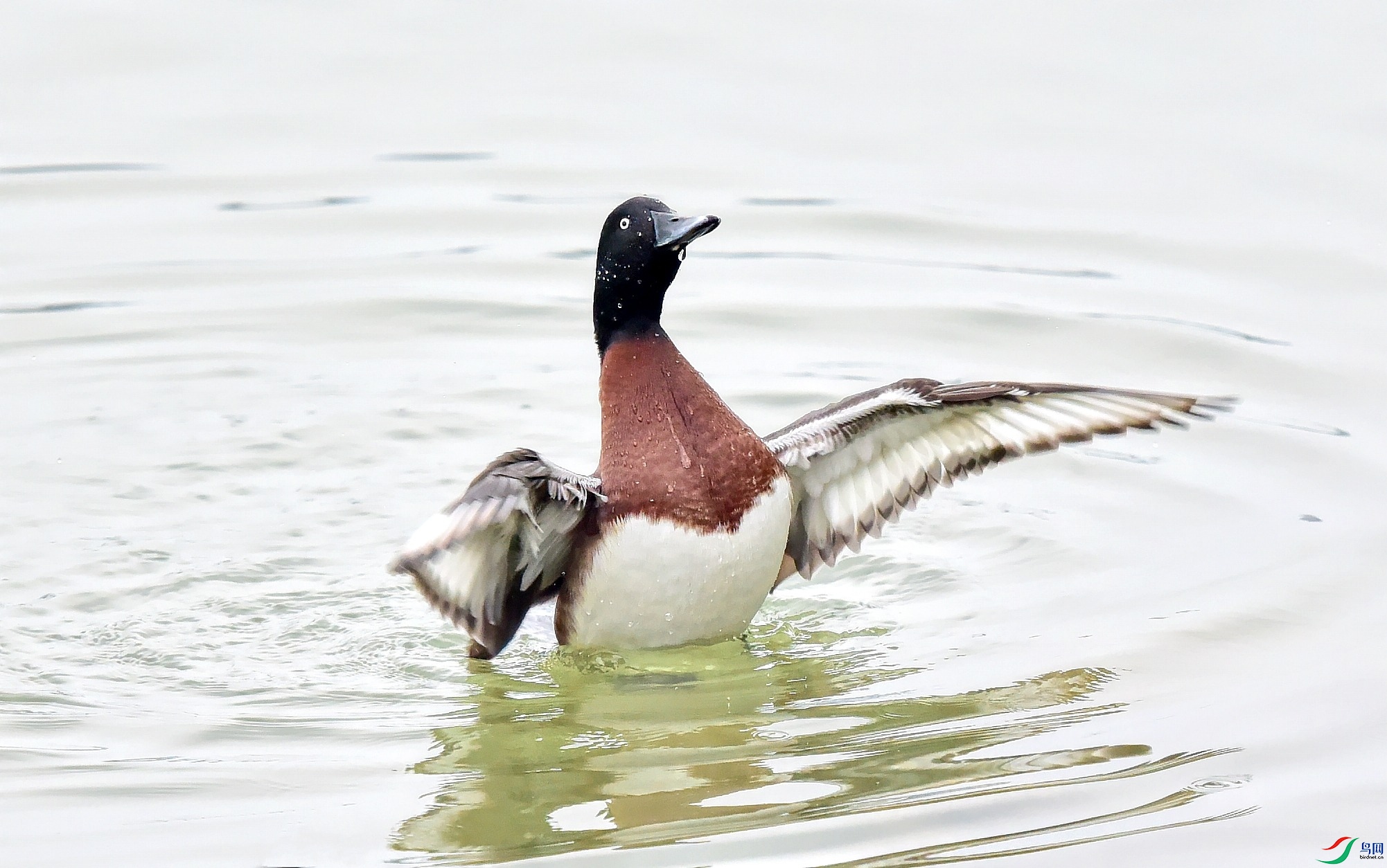 DSC_4735_conew2.jpg