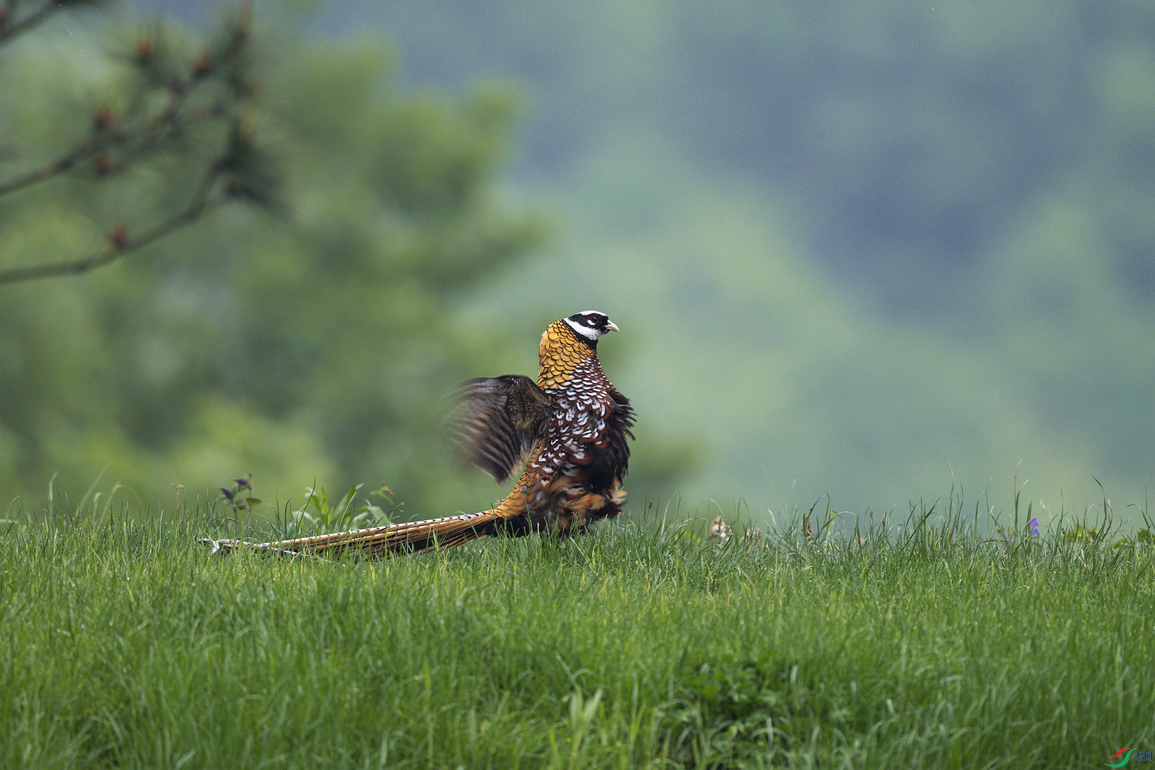 DSC_2234-1.jpg
