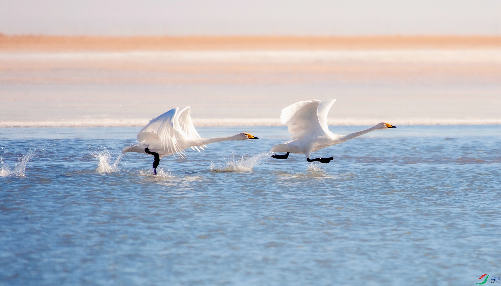 DSC_6743_���貨΢����.jpg