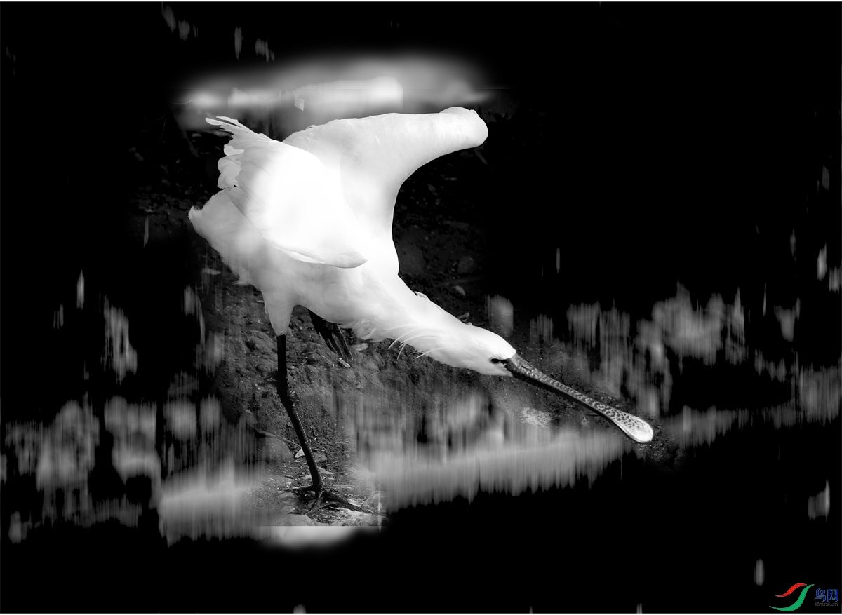 �ڰ׻����Գ���������