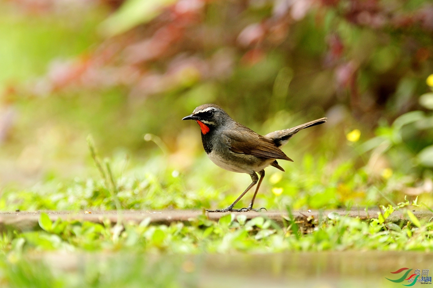 ���ɶ�   ��ʦ������.jpg