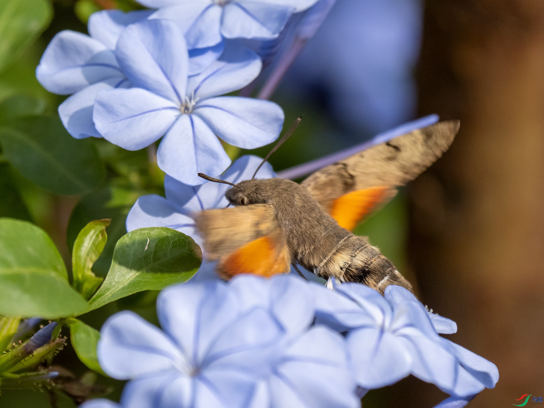 ����ӥ������ѩ��