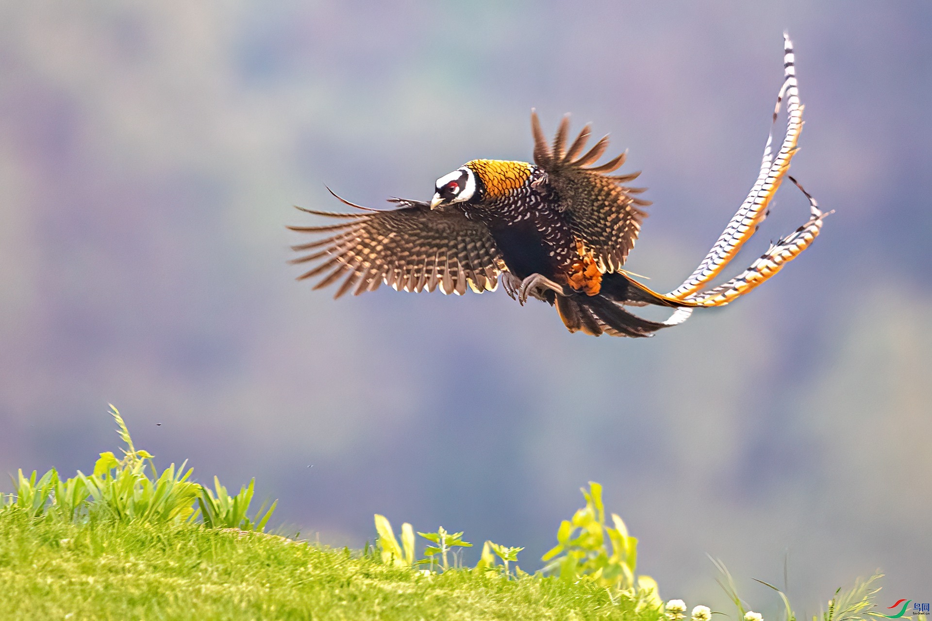 BO1I6779-3.jpg