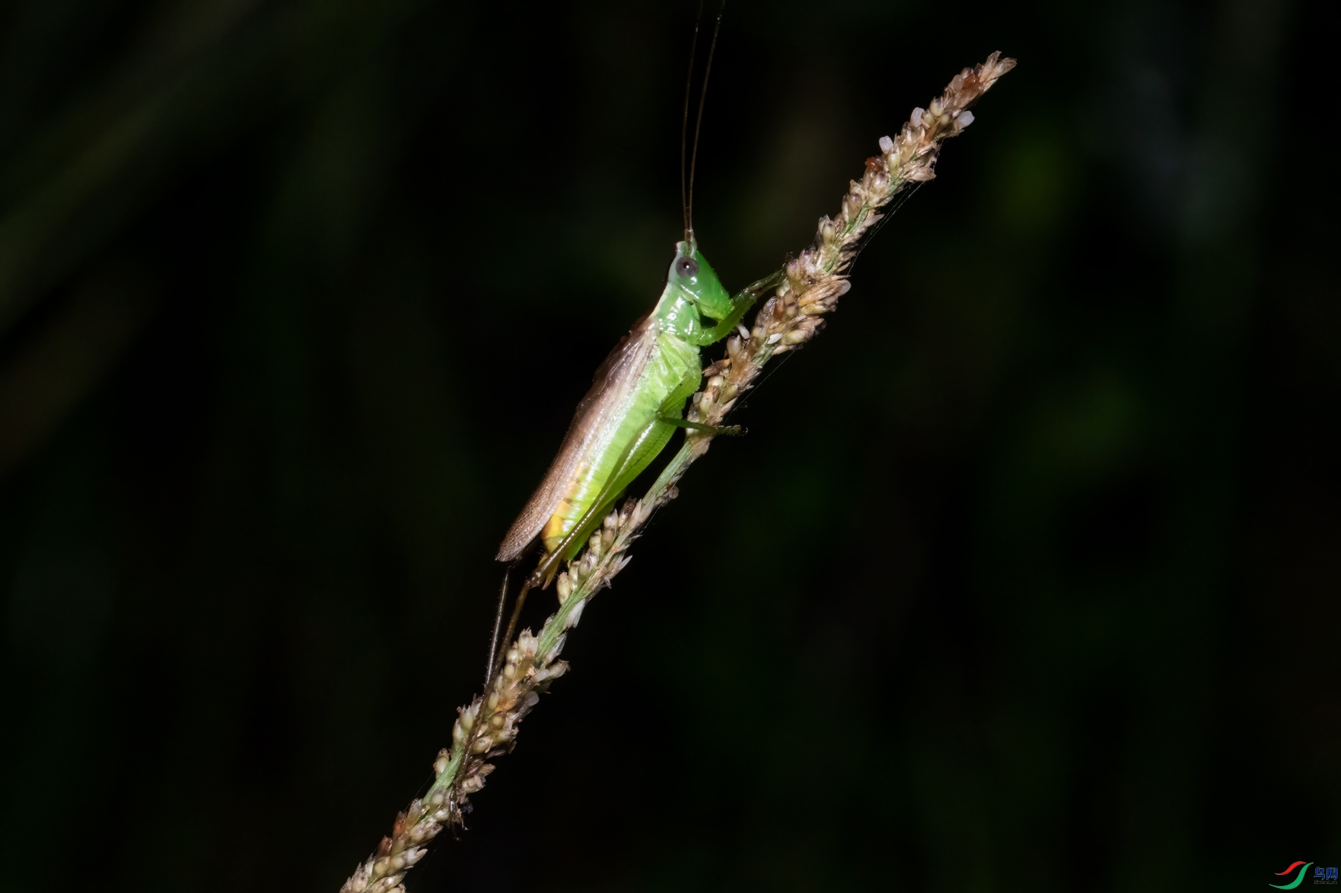 DSC_7566-1.jpg