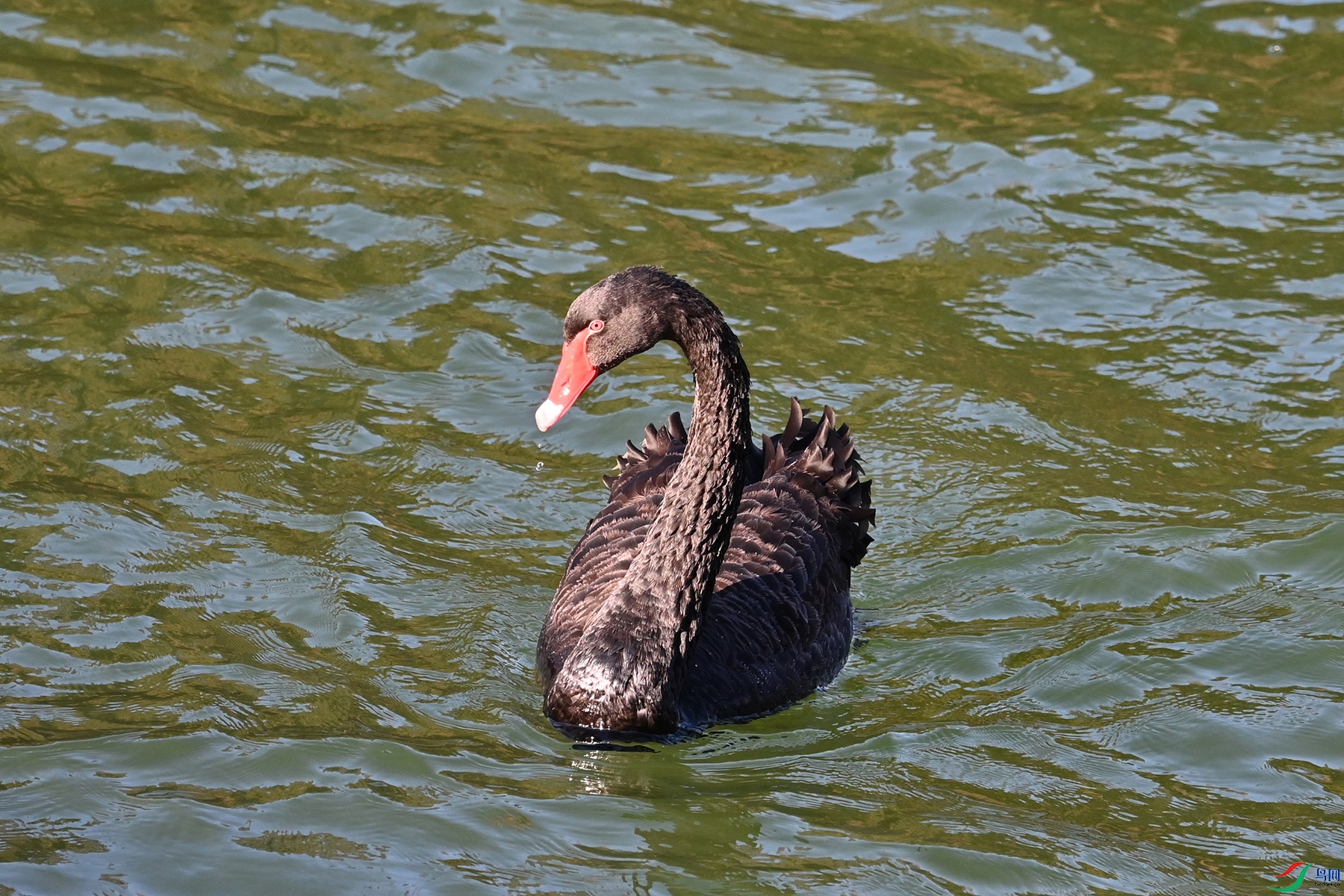 DSC_1797.jpg