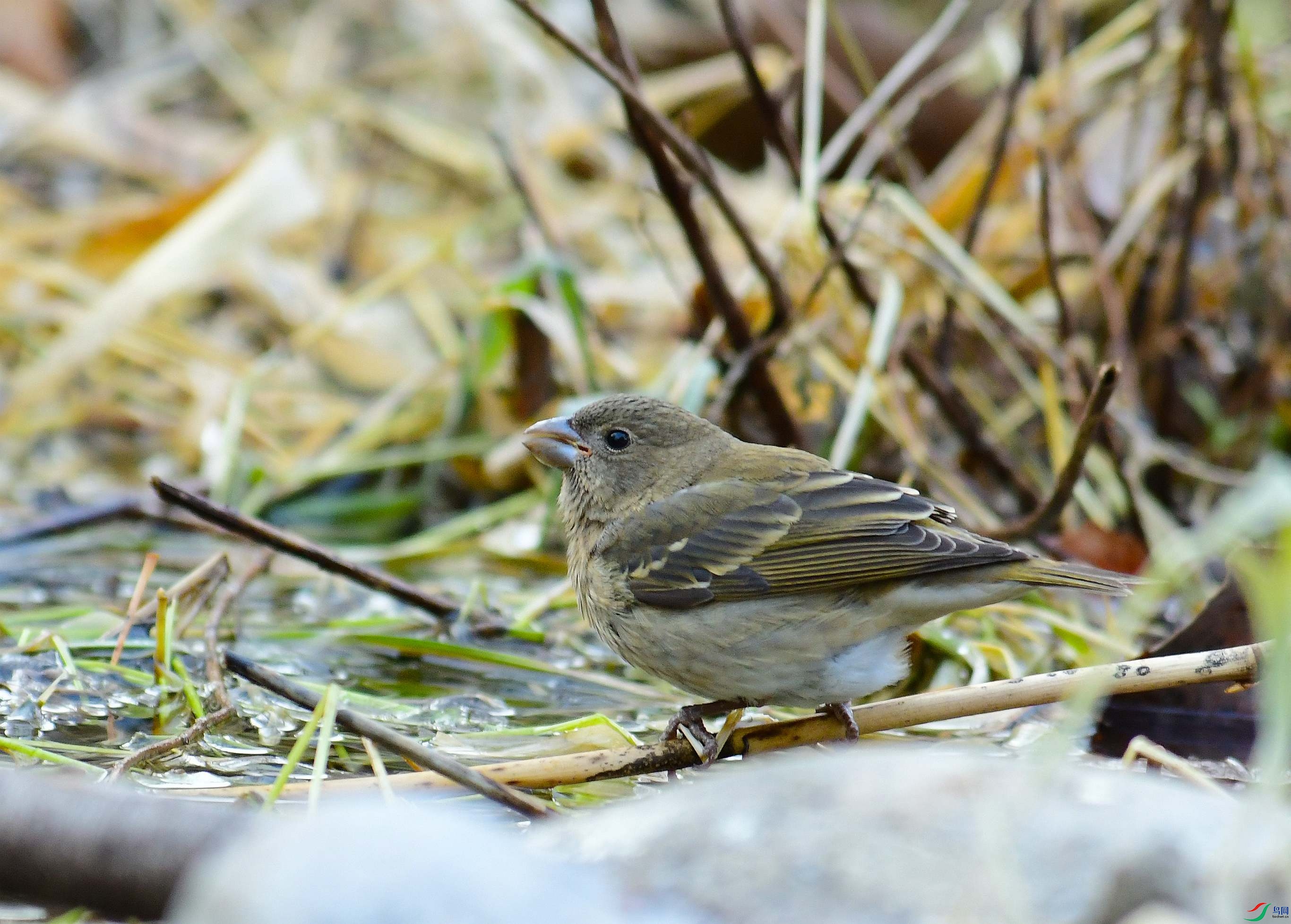 DSC_1086.JPG