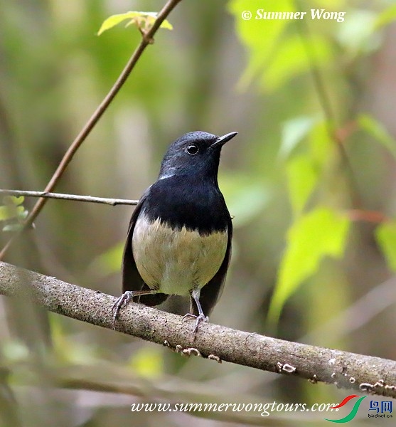 blackthroat_summer_wong_2.jpg