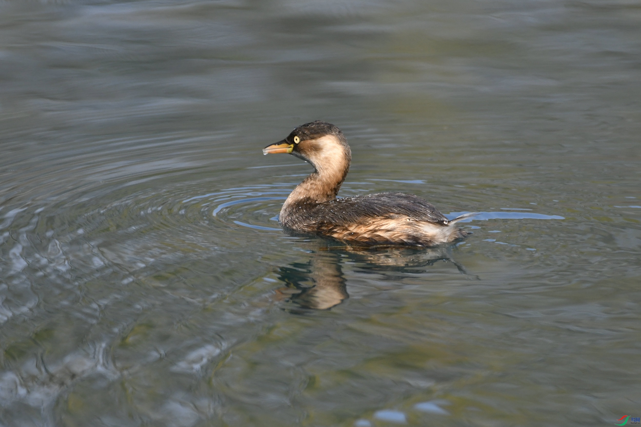 _DSC7373.JPG