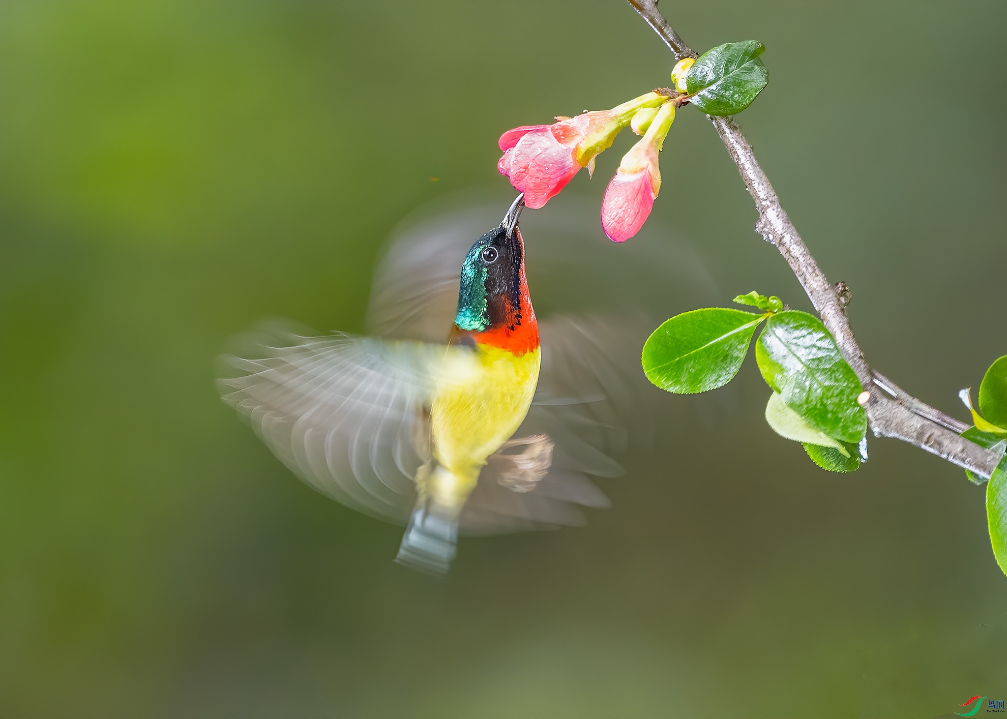 DSC_2154-1.jpg