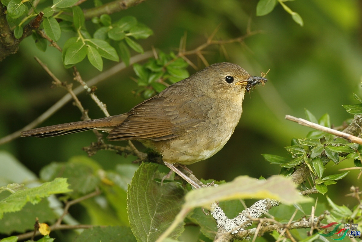 hwameiz  ��ʦ�������Ĵ�ʡ���β��������ݿ�����.jpg